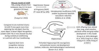 Effects of intrauterine growth restriction on embryonic hippocampal dentate gyrus neurogenesis and postnatal critical period of synaptic plasticity that govern learning and memory function